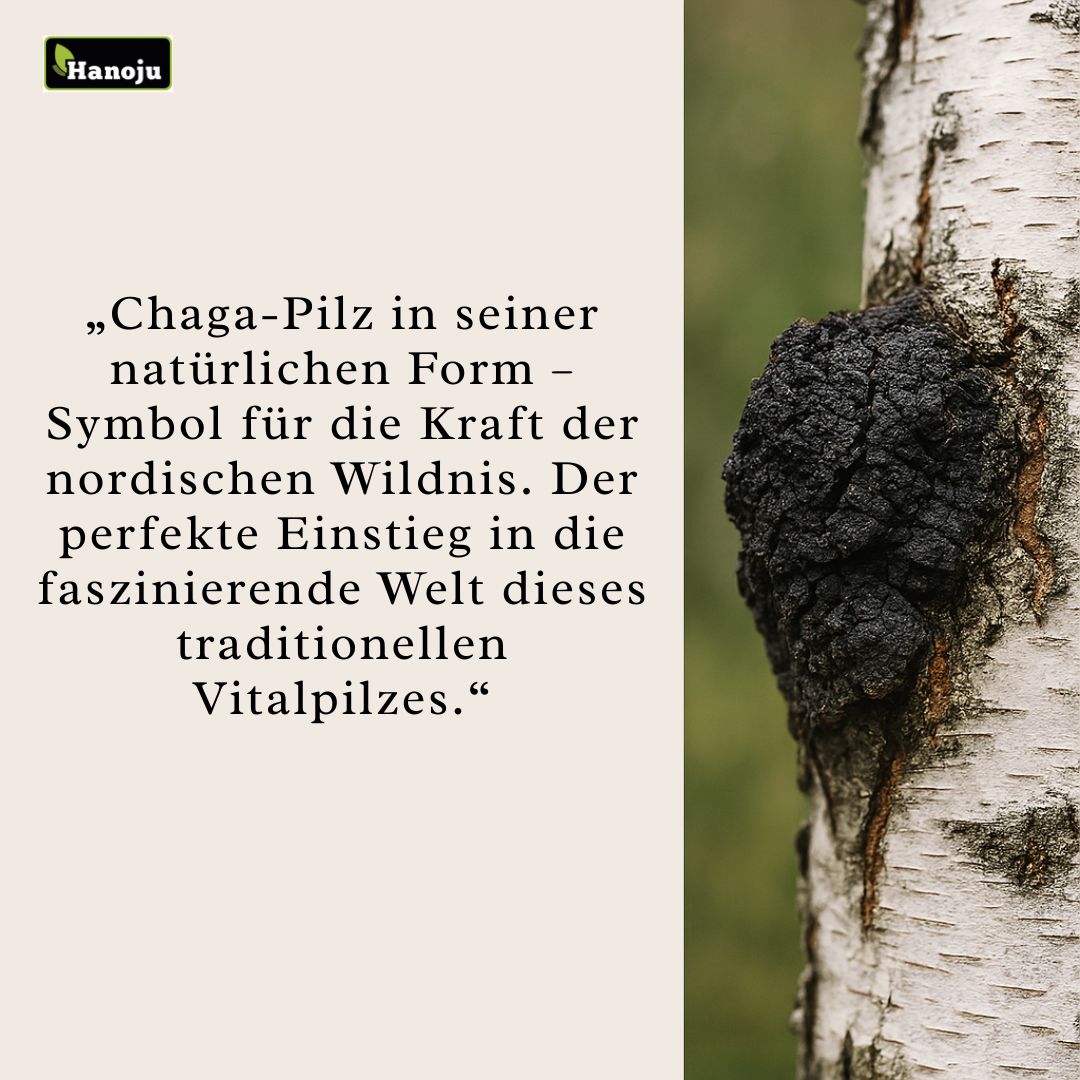 Chaga Pilz: Herkunft, Anwendung & Zubereitung als Tee